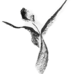 Free Reign Yoga logo